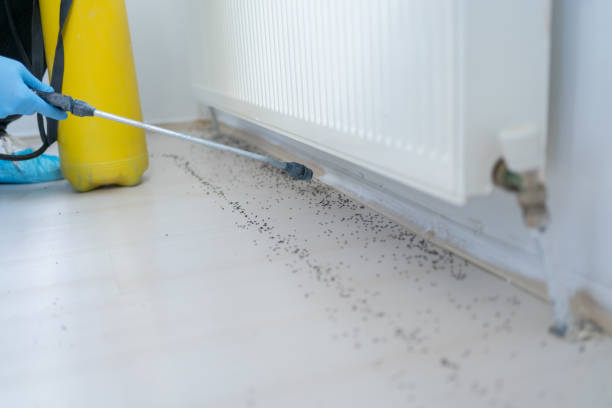 Best Termite Control Services  in Palisade, CO