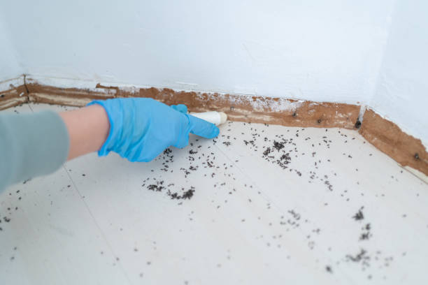 Best Affordable Pest Control Services  in Palisade, CO